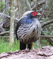 Kalij Pheasant